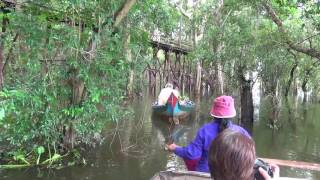 Forest and Floating Villages at Kampong Phluk Tonle Sap Lake