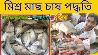 মিশ্র মাছ চাষ পদ্ধতি | বাংলা মাছ চাষ পদ্ধতি | Bangla macher chas | তেলাপিয়া কার্প জাতীয় মাছের চাষ