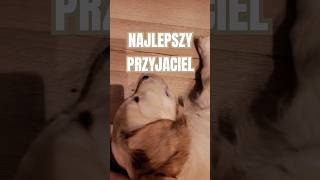 Pies - najlepszy Przyjaciel the best friends #goldenretriever