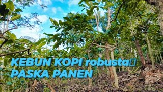 kebun kopi robusta paska panen. #kopi #kopiindonesia