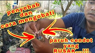 penyebab dan cara mengobati paruh cendet yang rusak