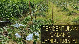 Pembentukan cabang jambu kristal..