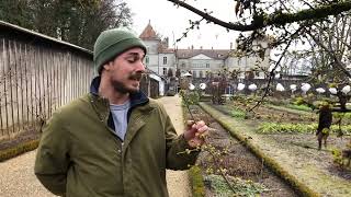 Le Potager du Château de Prangins- Le cornouiller