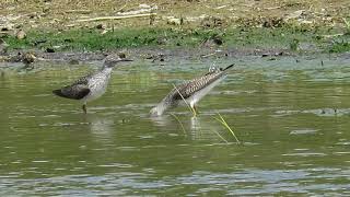 Lesser Yellowlegs