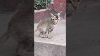 Cat Walk #tiger #cat