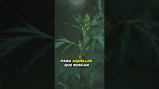 Fragancias del Edén: Romero, Estragón, Menta | 3 Plantas Aromáticas para tu Jardín - Parte 1 🍃