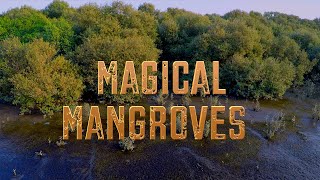 #magical #mangroves of #india #ecology #nature #travel #explore #carboncapture #biodiversity