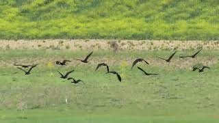 Stormo di Mignattai in sosta migratoria ( Plegadis falcinellus )