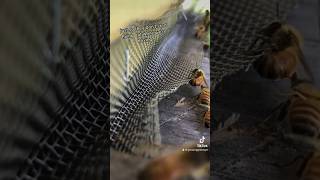 Splitting a Beehive #beekeeping