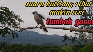 suara burung kutilang pikat ribut||makin sore tambah gacor