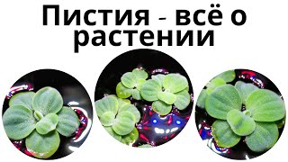 Пистия  - аквариумное растение. Содержание. Уход