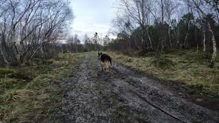 German shepherd on walk. Eros på tur. 11.11.2024. still you tubes most boring video part 2