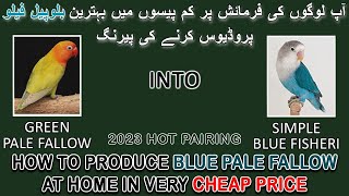 کم پیسوں میں بلو پیل فیلو پروڈیوس کریں | HOW TO PRODUCE BLUE PALE FALLOW AT HOME | AA BIRDS INFO