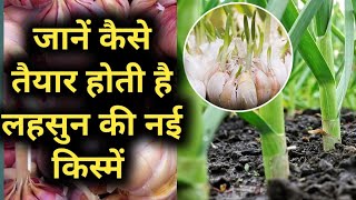 लहसुन की नई किस्में कैसे तैयार होती हैं देखिए यह NEW VIDEO