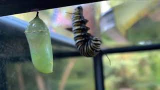 Metamorphosis - Caterpillar to Butterfly