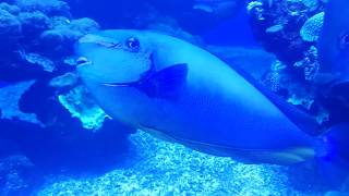 Marine World In Palma Aquarium, Mallorca, Spain || StayAway