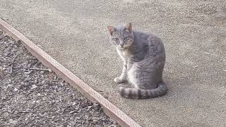 Cat trying (?) to chase a bird