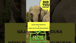 #faktamenarik Ternyata Gajah bisa berduka juga lho Gaes....#gajah #elephant #elsa'schannel