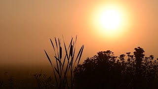 Bildershow, Morgenstimmung am Dümmer, 23.7.2022