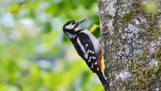 Buntspecht und seine Laute #birds #vogelgesang #buntspecht #Vogel