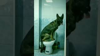 Dog using the Restroom like a Human #shorts