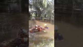 Panen Kelapa Sawit ditengah banjir. Terimakasih bapak pemanen.