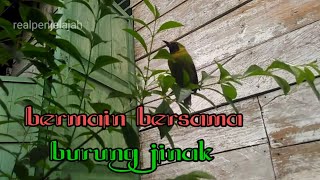 ASIKNYA BERMAIN BERSAMA BURUNG JINAK