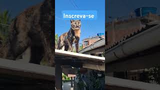 #cat #adoteumgato #viralvideo #edits#fyp #fé #funnyvideo#meow #céu #somnath #amoranimal #memesgatos