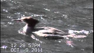 Merganser on Qualicum River Oct 10 11 0001