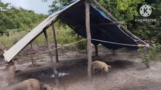 DESCOBRIMOS QUEM MATOU MAIS DE OITO GALINHAS AQUI NA ROÇA /FUI BUSCAR AS CABRAS NA QUINTA