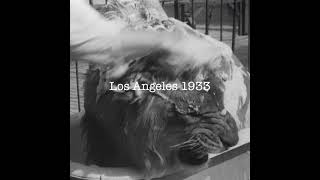 Jackie The African Lion Does Not Like Her Bath At L.A. Zoo 1933 | Stock Footage #shorts