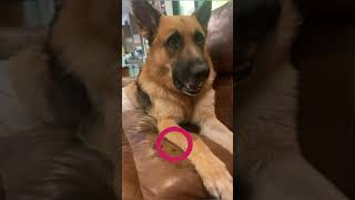 Good boy! #germanshepherd #dog #subscribe #like #shorts #share