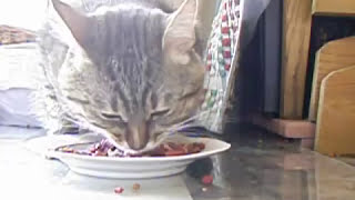 cat eats