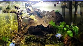 Aquascape hasil iseng