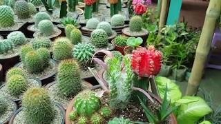 BEAUTIFUL  HOME DECORATION CACTUS FLOWER In THE WORLD😲😲