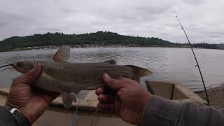 Young Catfish (Ohio River) Cincinnati 5-29-21