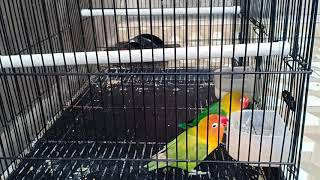 Suara 2 Burung LoveBird Ngekek di Pagi Hari