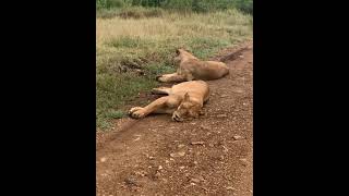 lions of kidepo national Park