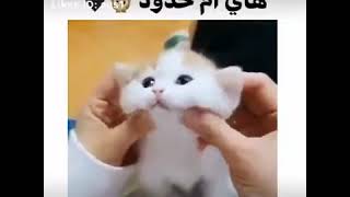 اريد بزونه منو ايجيبلي امم 😘😘فديت هاي بنت اختي ههه عده اخدود 🤣🤣