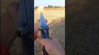 Short Video Partridges Hunting Teetar ka shikar Season 2023 in Pakistan Chakwal shotgun