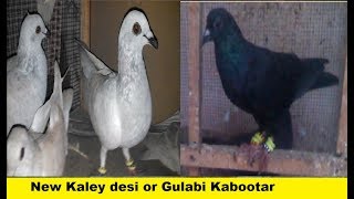 Kaley desi Or Gulabi Khery Kabootar...