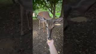 Hand feeding a wild deer.