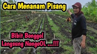 Cara Penanaman Bonggol Pisang