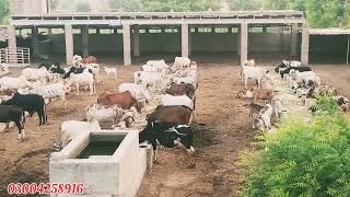 عزیز کیٹل فارم اینڈ پلائی سینٹر حاصل پور Aziz Cattle Farm and Palai Center Hashilpur