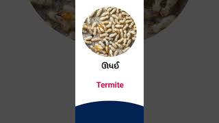 Termite meaning in Gujarati - English Dictionary