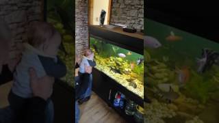 4 months Old reaction to tank full of fish