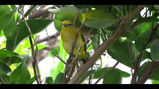 FIM-FIM FÊMEA (Euphonia chlorotica)