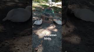 White Iranian birds #shortvideo