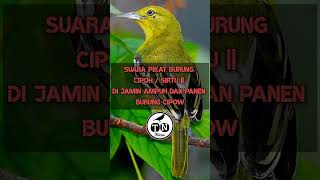 Suara pikat burung cipoh / sirtu, dijamin ampuh dan panen burung cipow #cipoh