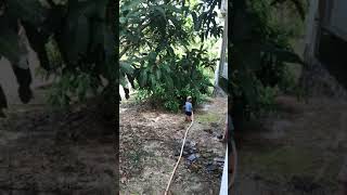 Baby watering the plants